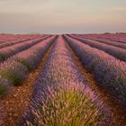 Lavendel bis zum Horizont ...