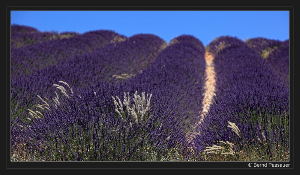 Lavendel-bis zum Horizont