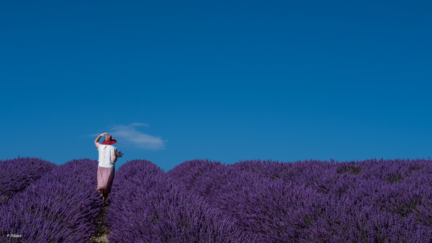  Lavendel blau 2