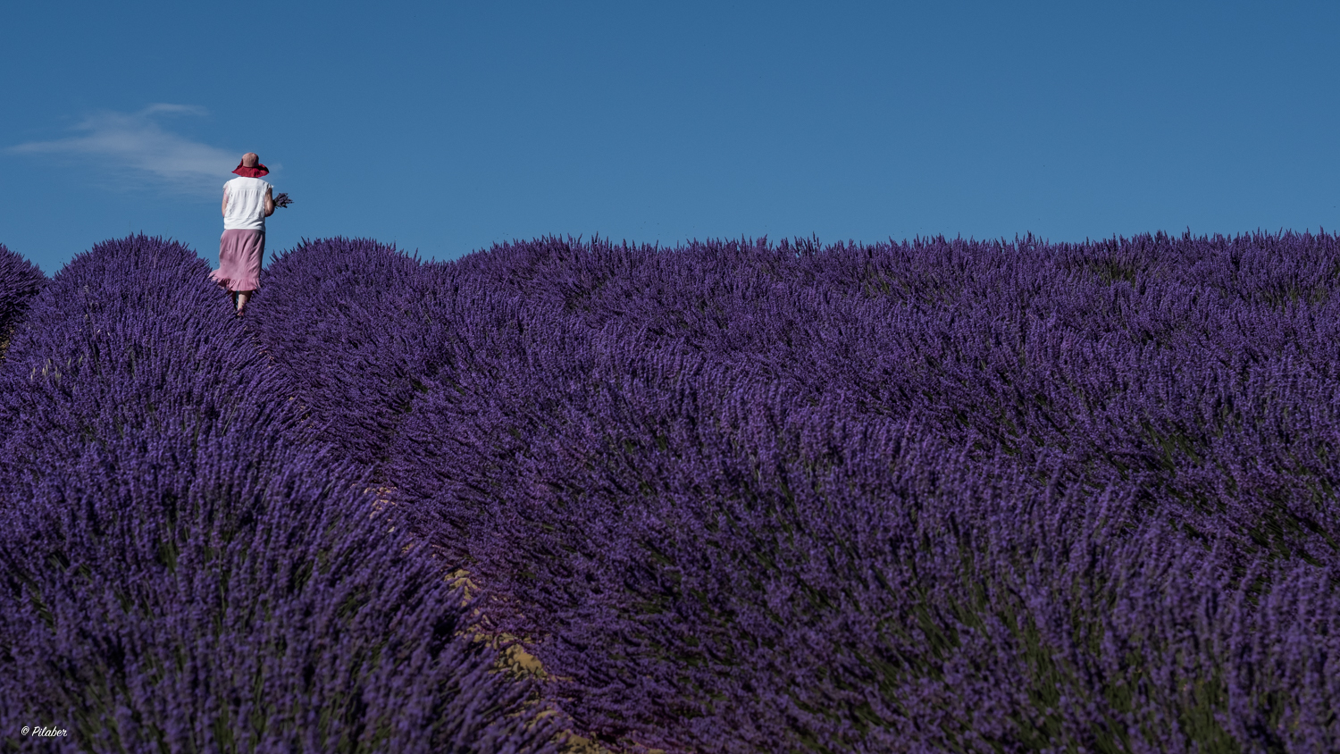 Lavendel blau