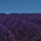 Lavendel blau