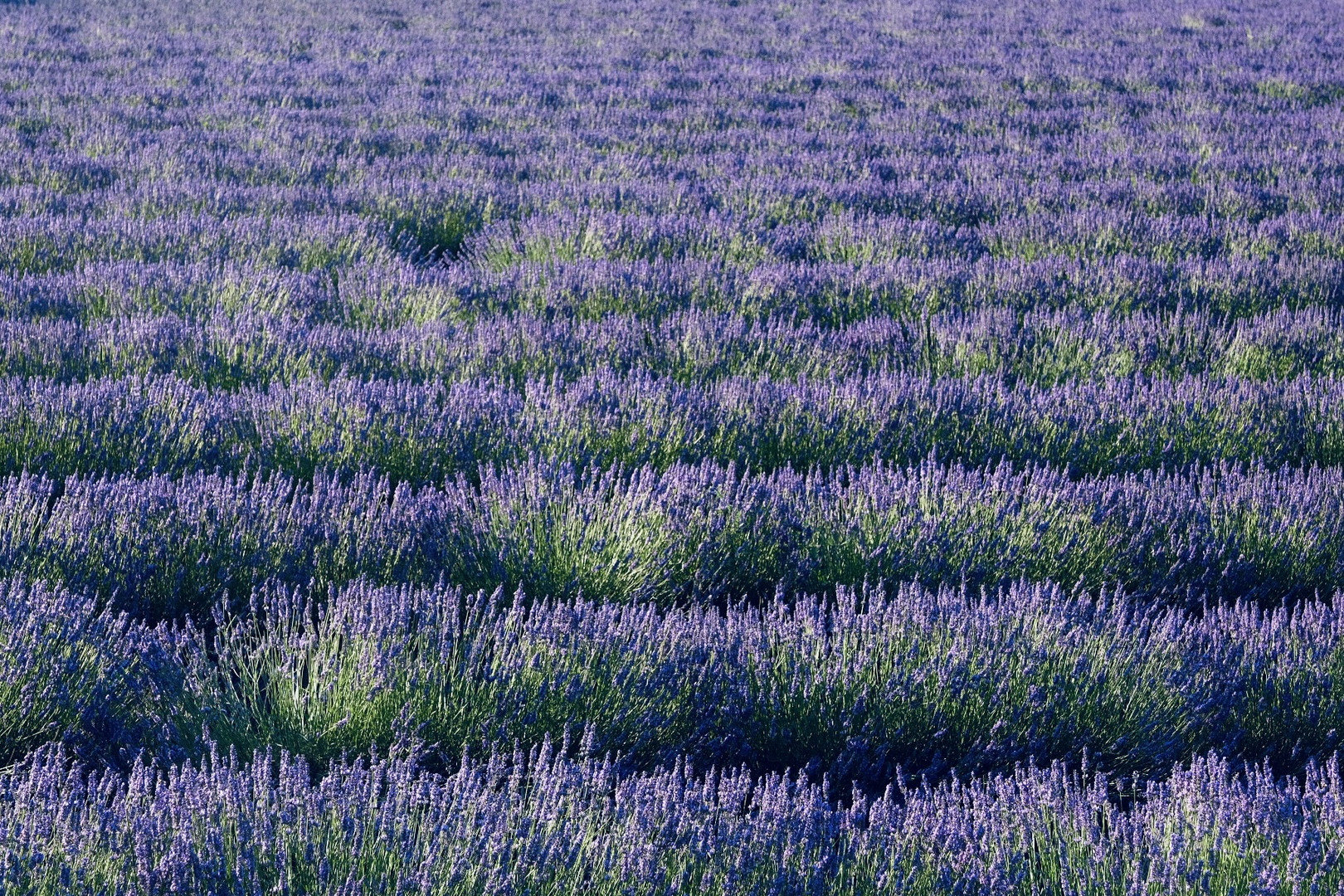 Lavendel blue