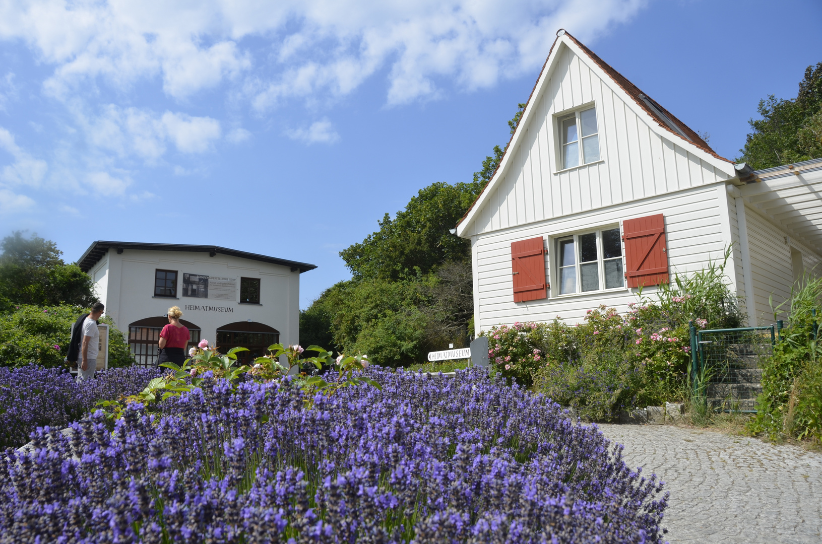 Lavendel Blühte 