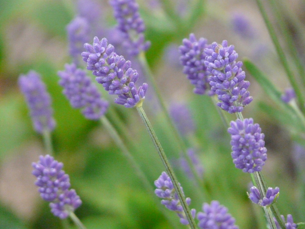 Lavendel-Blüte