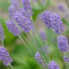 Lavendel-Blüte