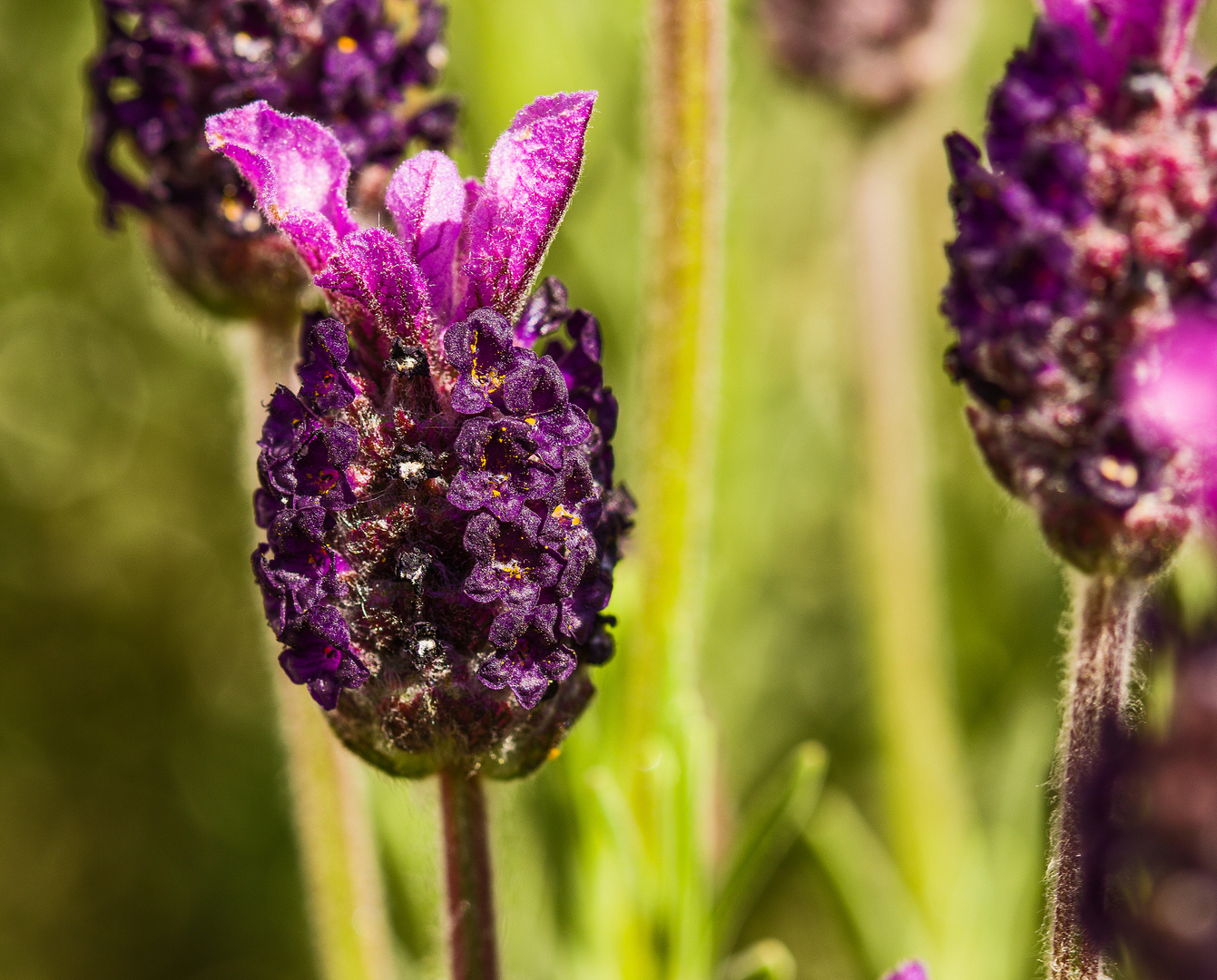 Lavendel-Blüte
