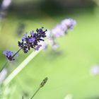 Lavendel Blüte