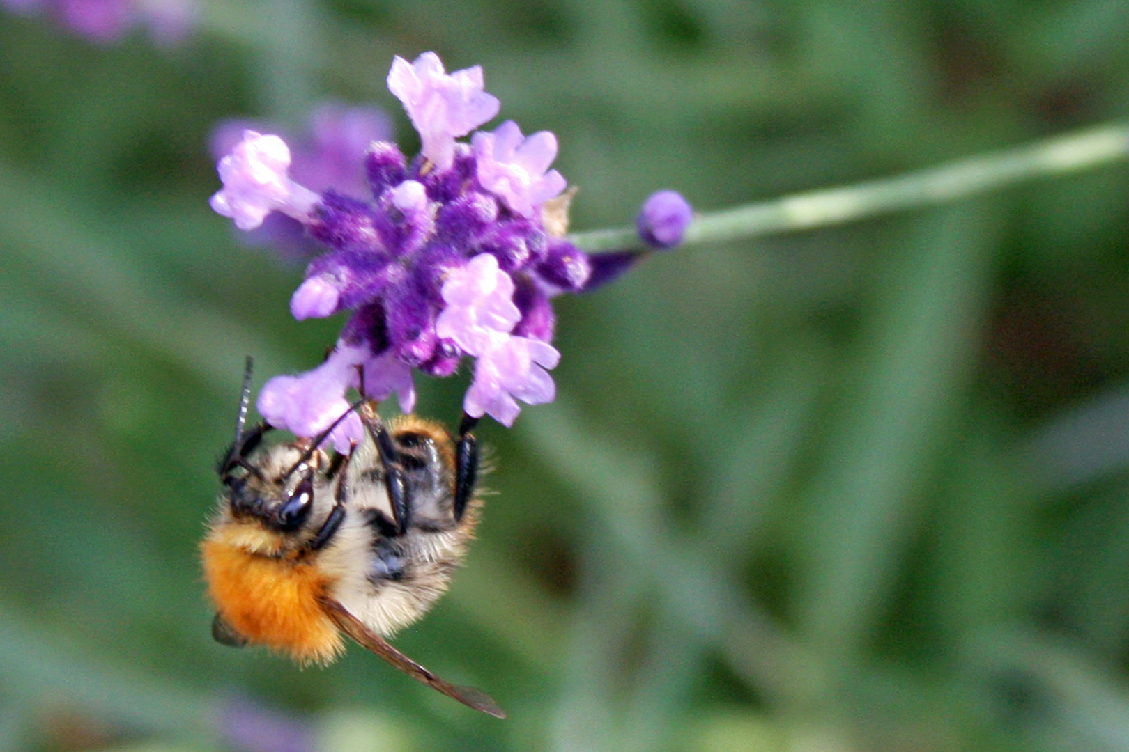 Lavendel  Blütenbesucher