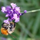 Lavendel  Blütenbesucher