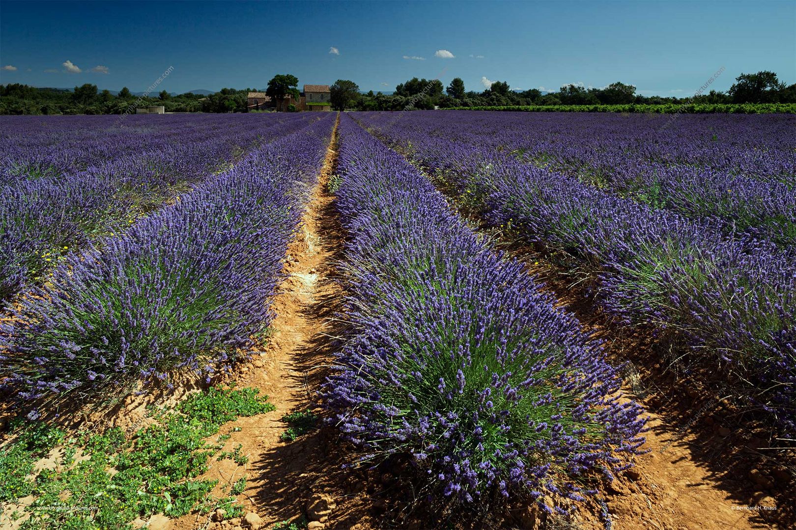 Lavendel blütenfrisch