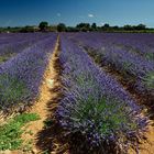 Lavendel blütenfrisch