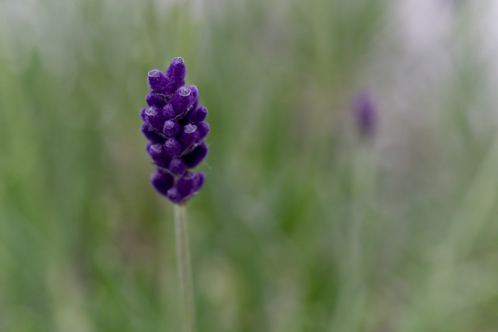 Lavendel