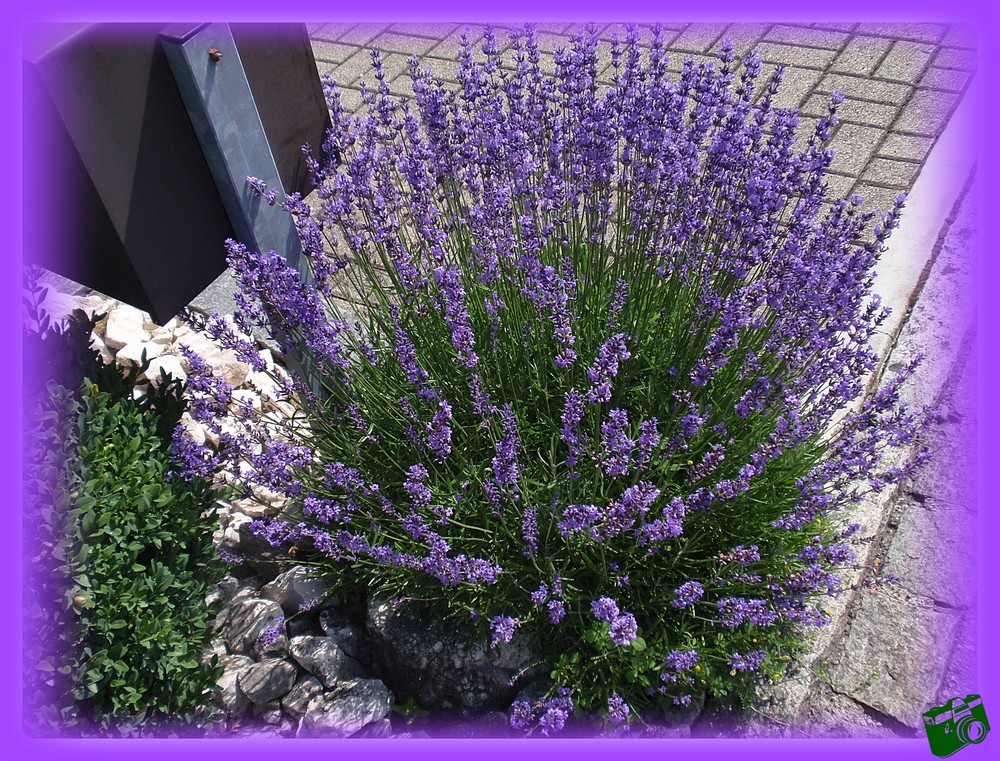 Lavendel