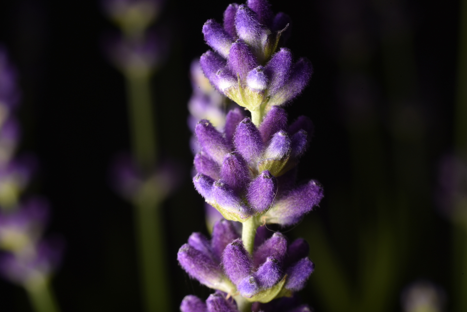 Lavendel