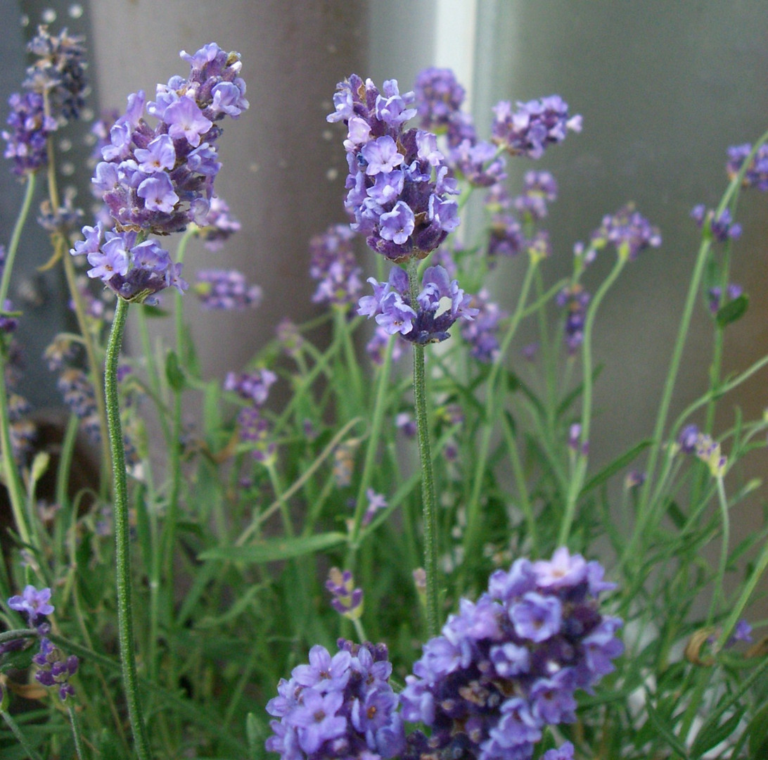 Lavendel