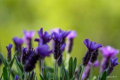 Lavendel