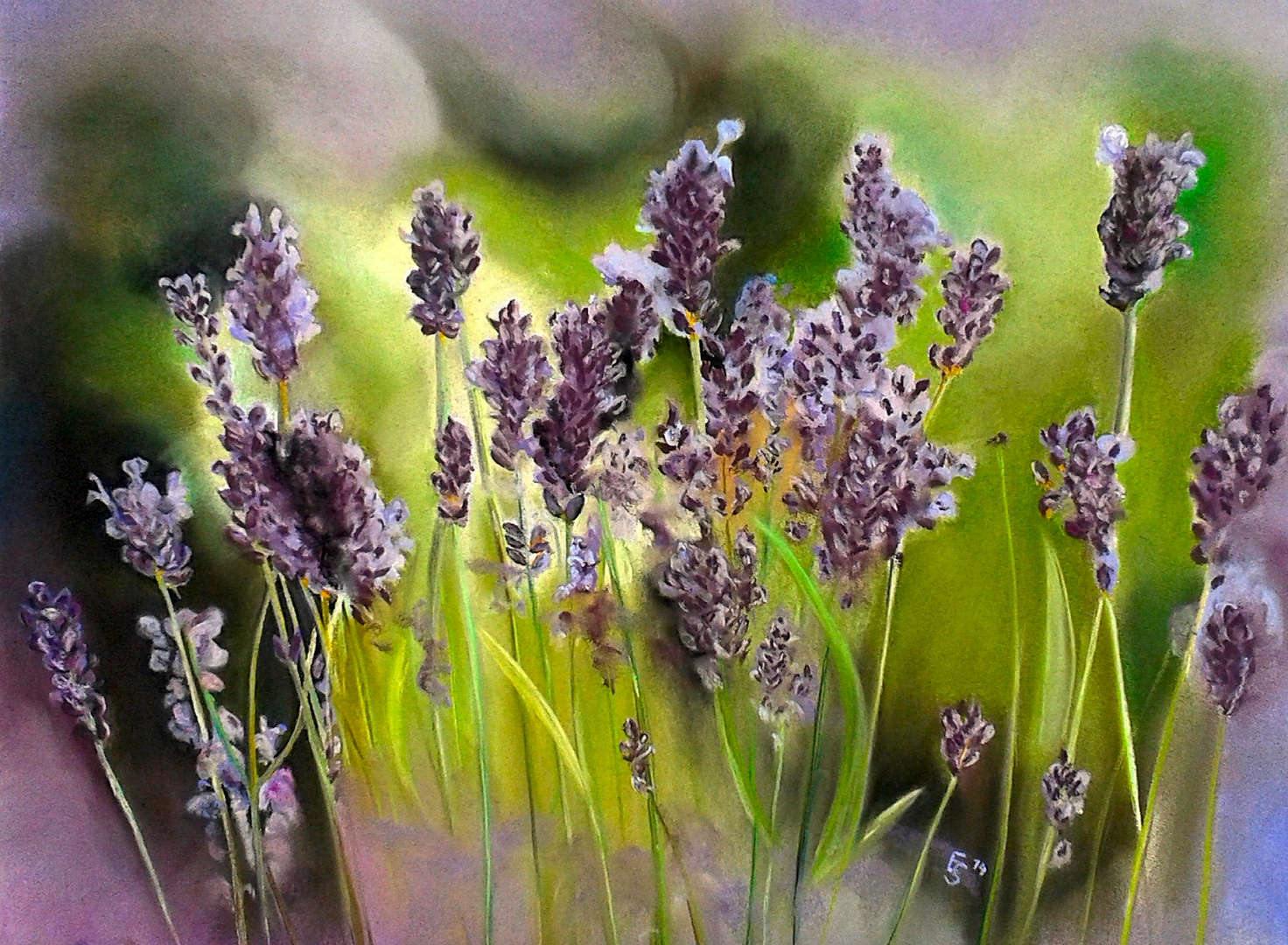 Lavendel