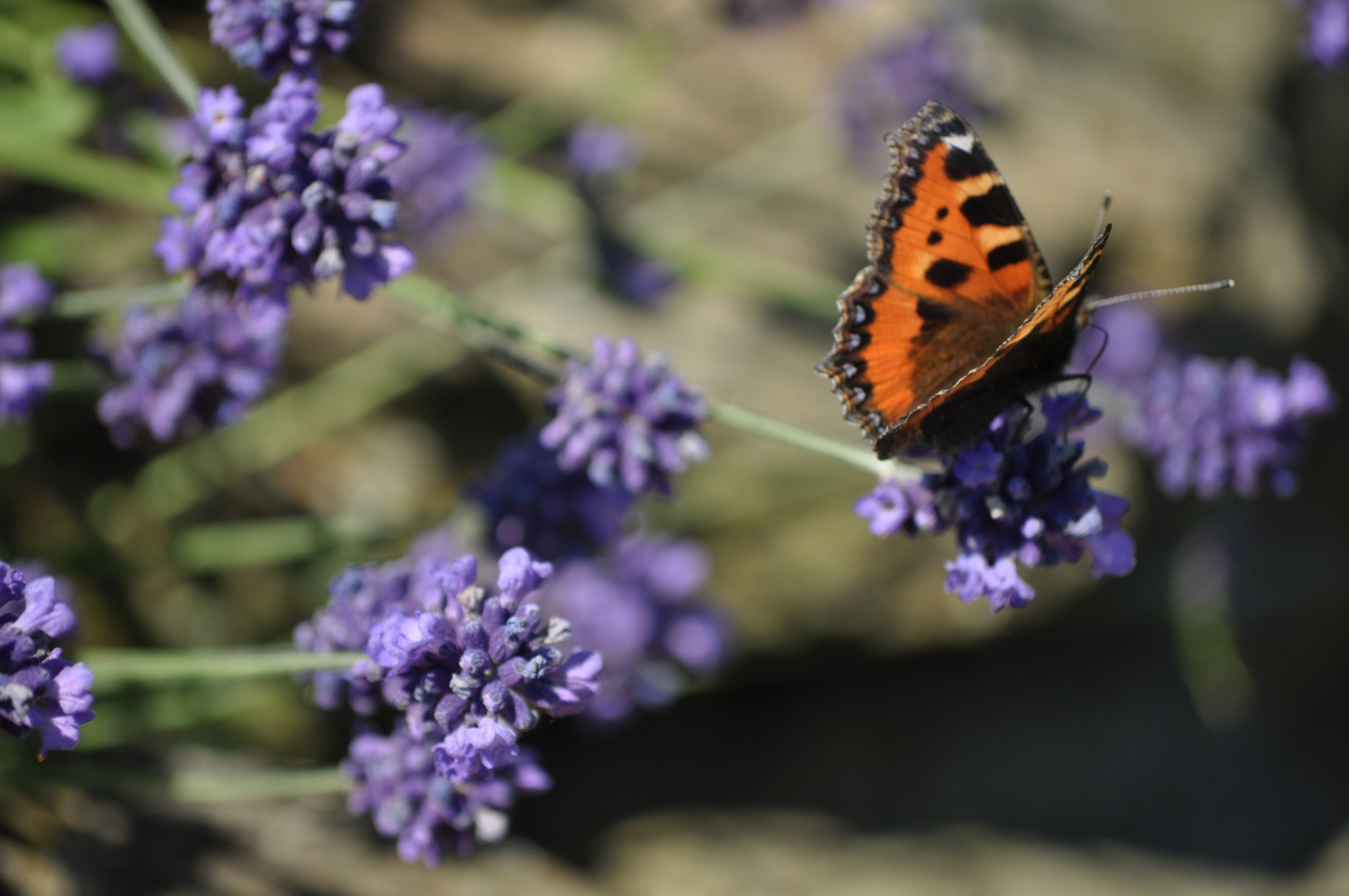 Lavendel