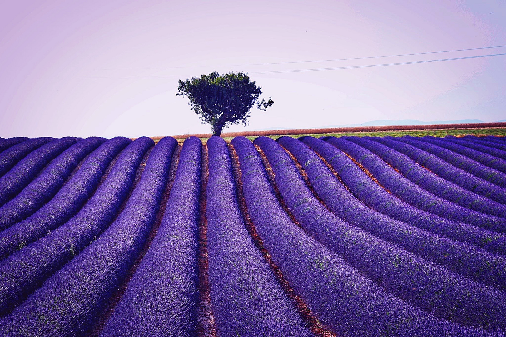 Lavendel 