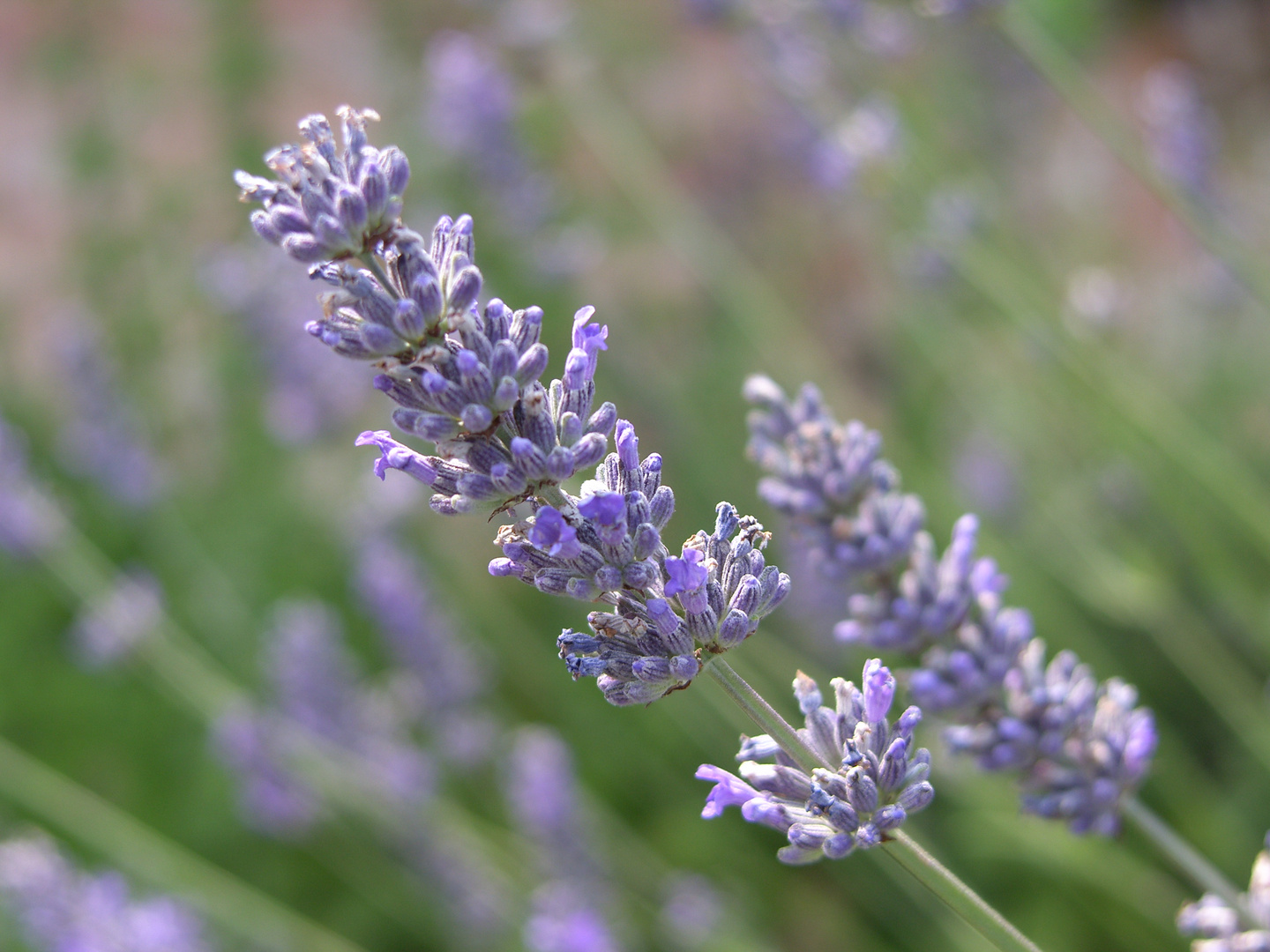 Lavendel