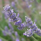 Lavendel