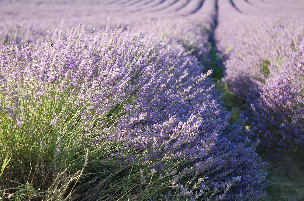 Lavendel