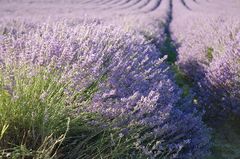 Lavendel