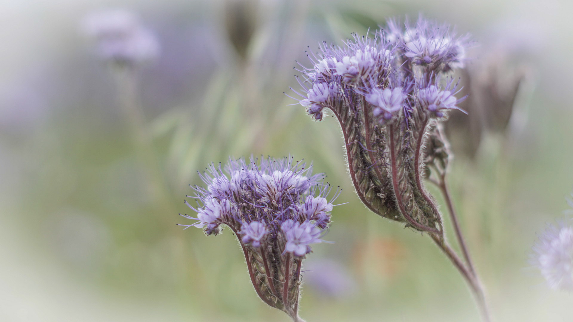 Lavendel