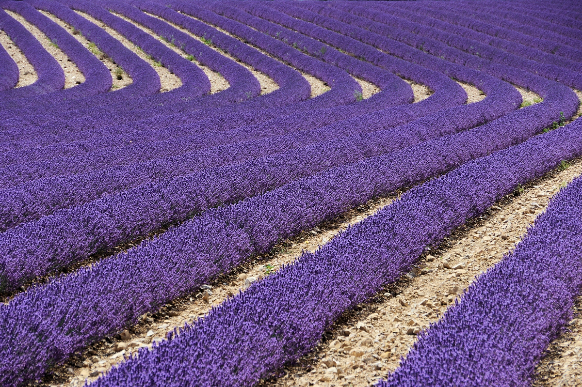 Lavendel