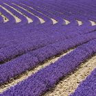 Lavendel