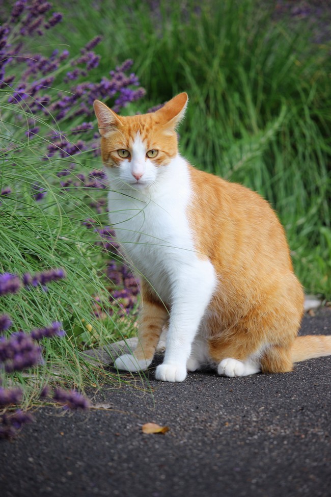 Lavendel Cat