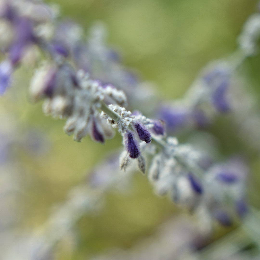 Lavendel