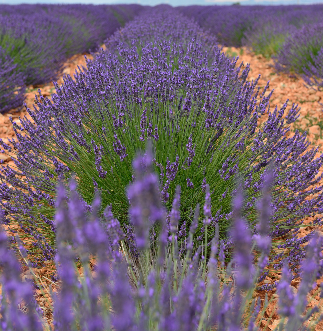 Lavendel