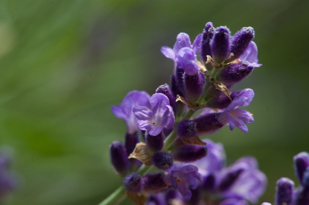 Lavendel