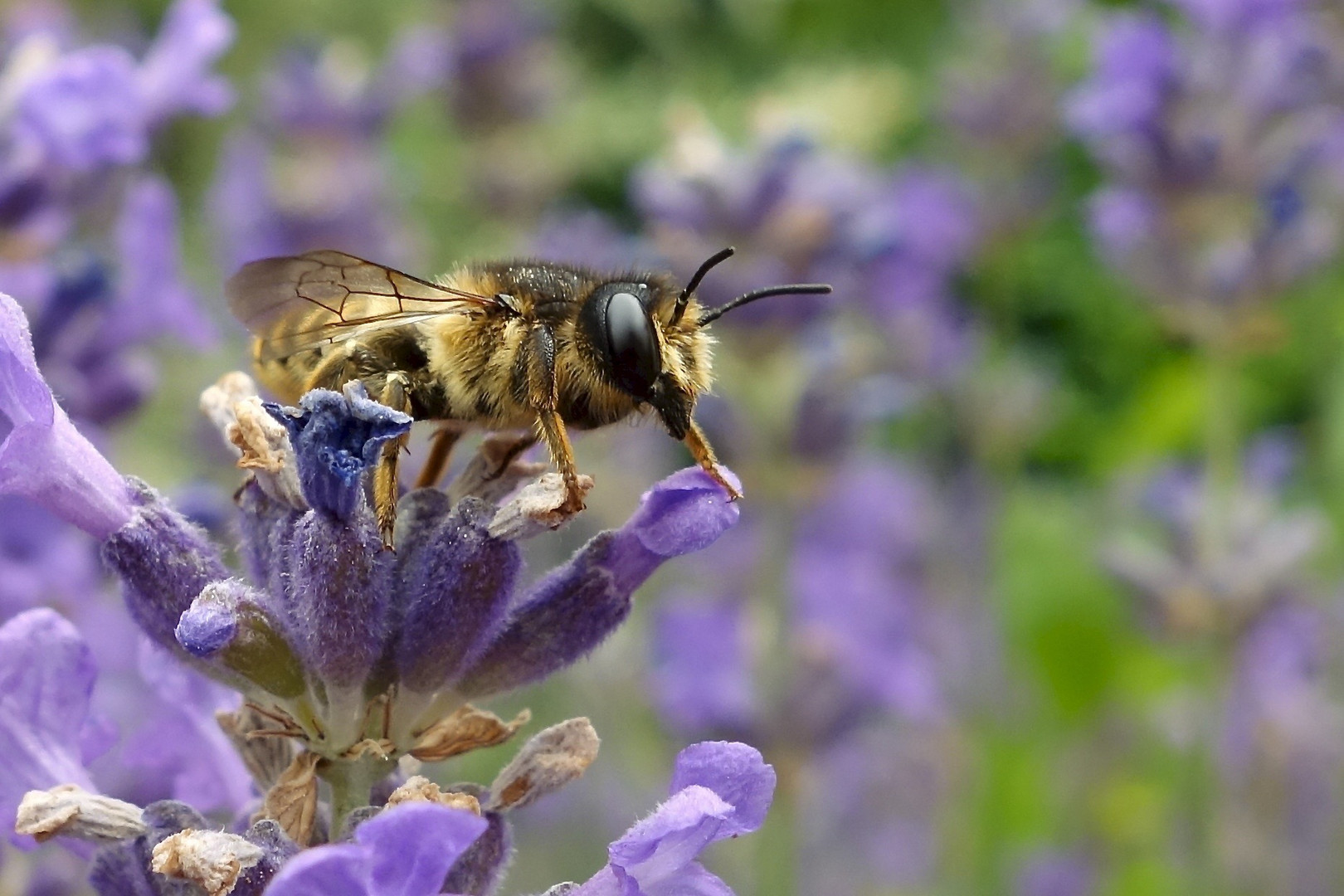 Lavendel