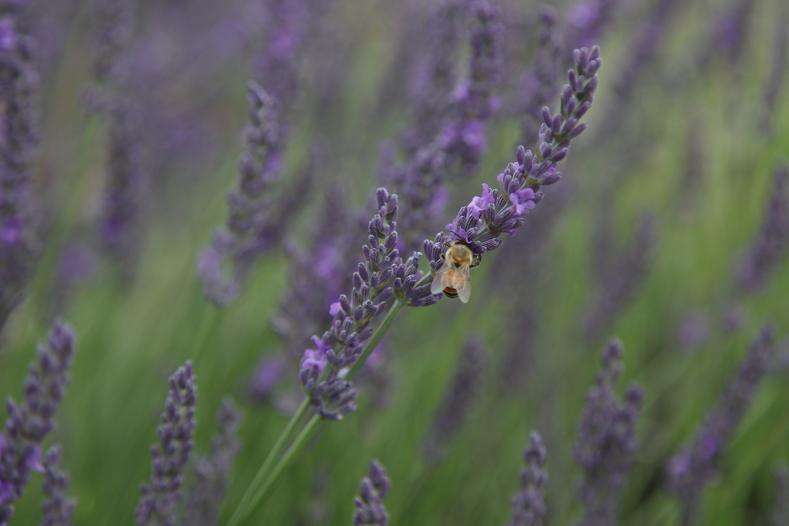 Lavendel