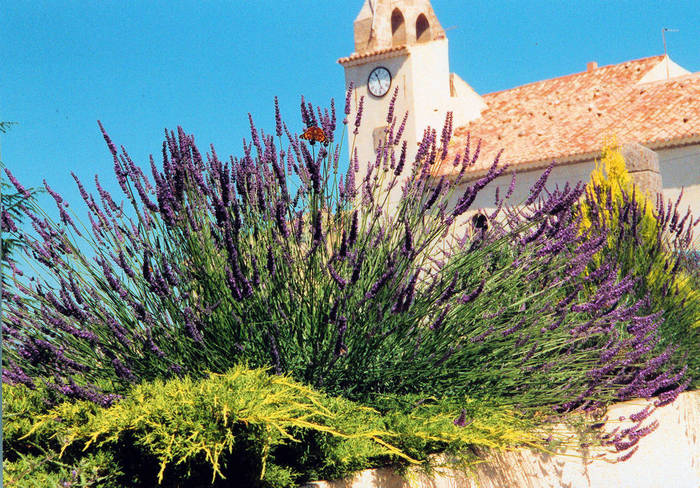 Lavendel