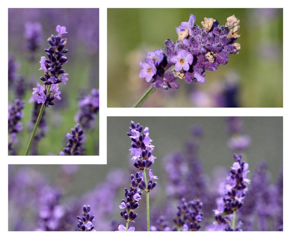 Lavendel