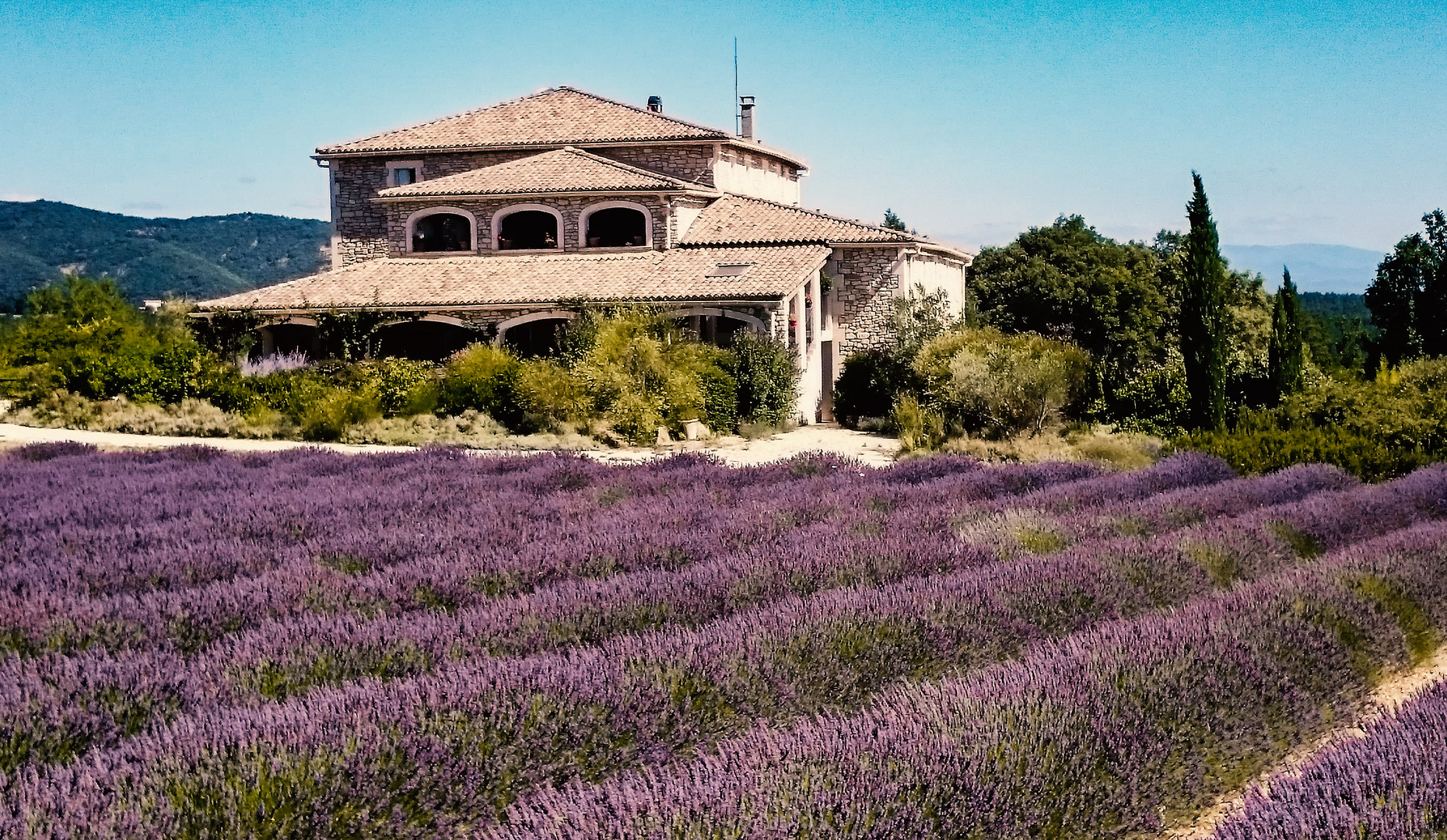 Lavendel