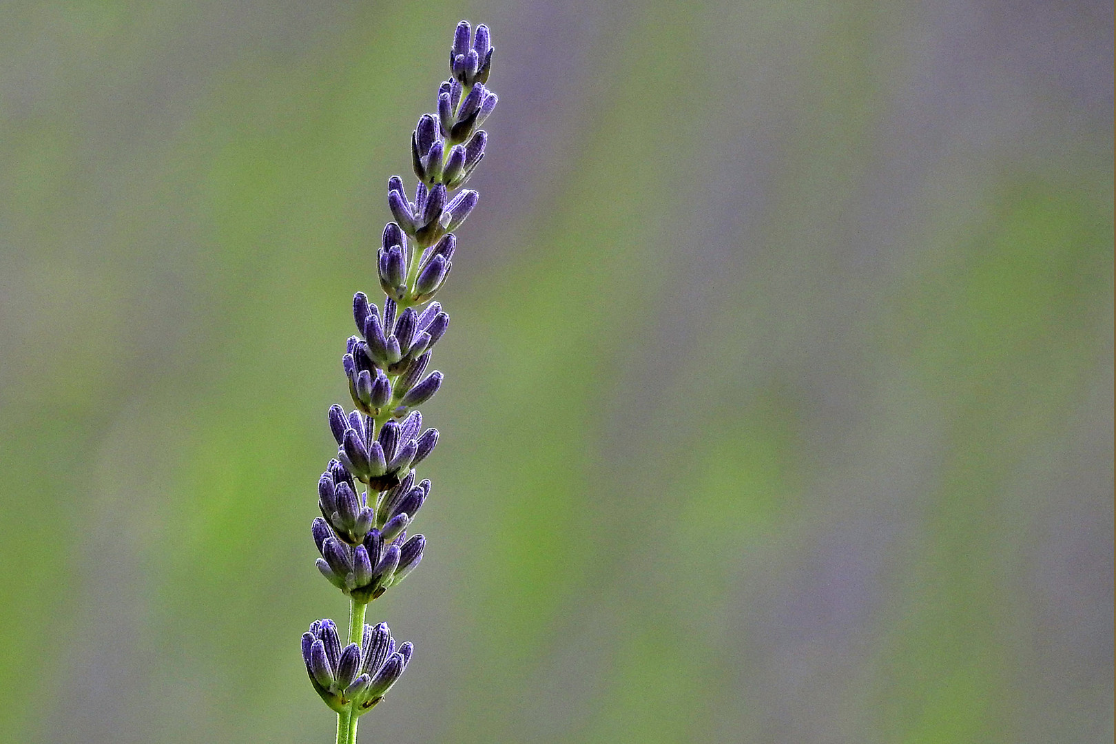 Lavendel