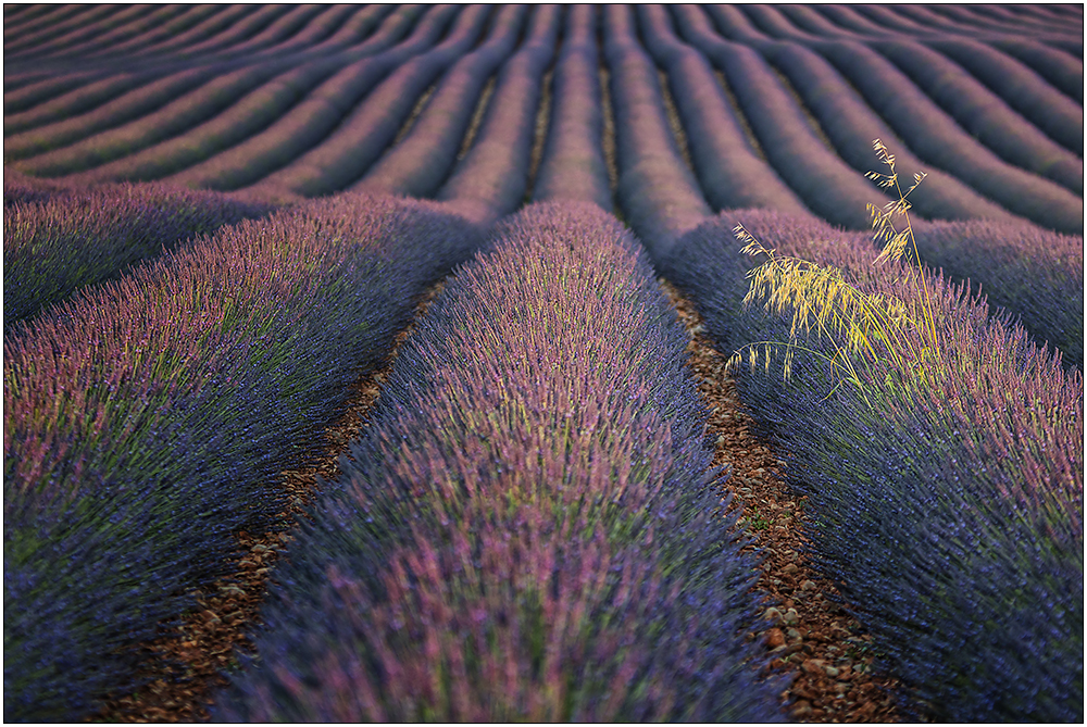 Lavendel