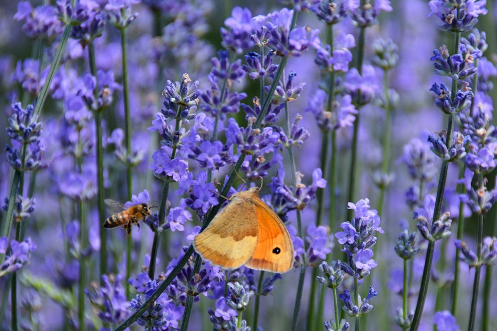 Lavendel