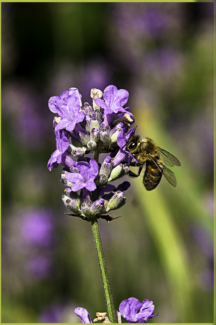 Lavendel