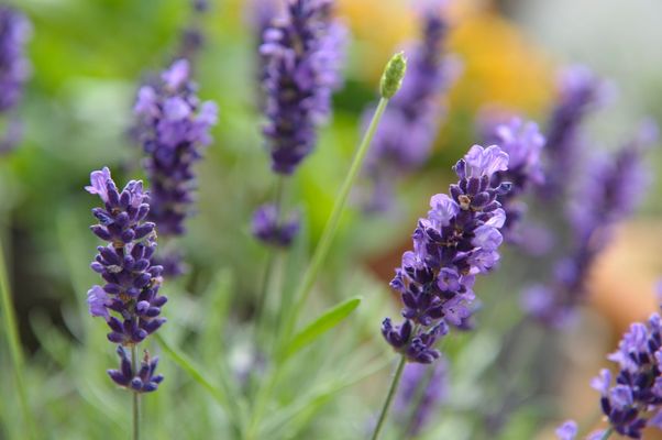 Lavendel