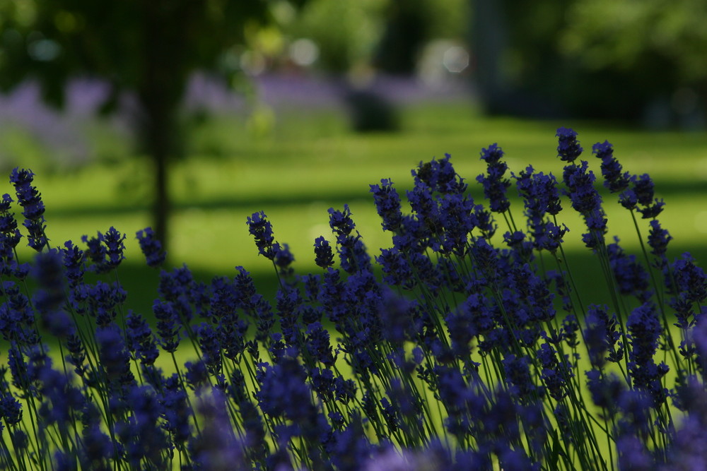 Lavendel