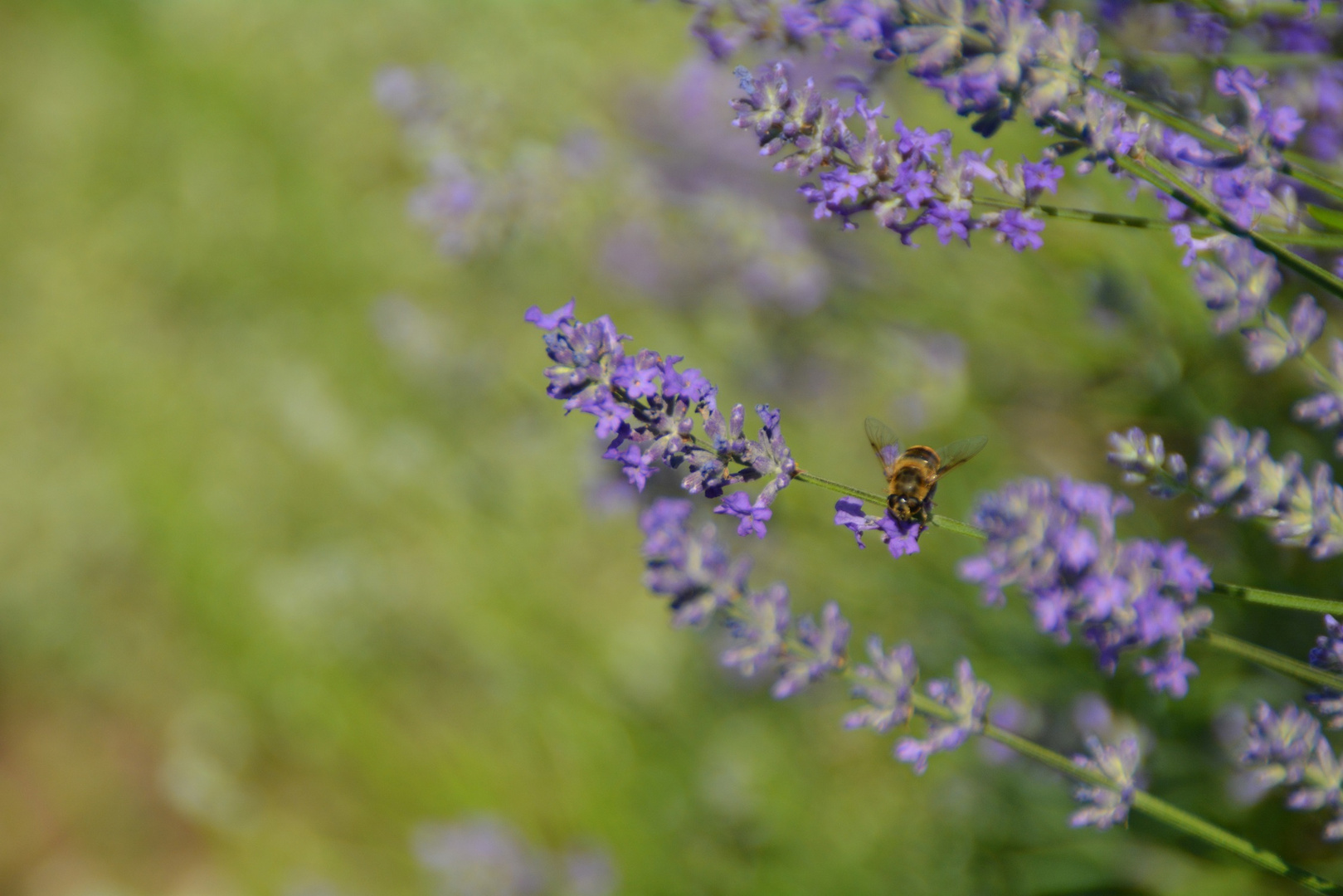 Lavendel