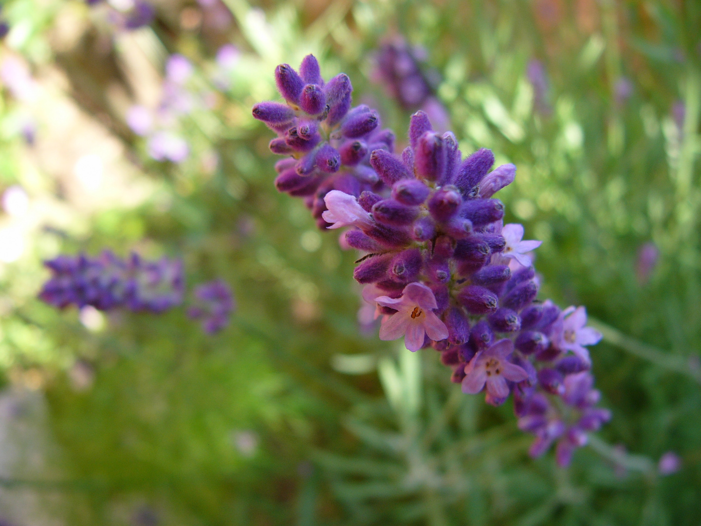 Lavendel