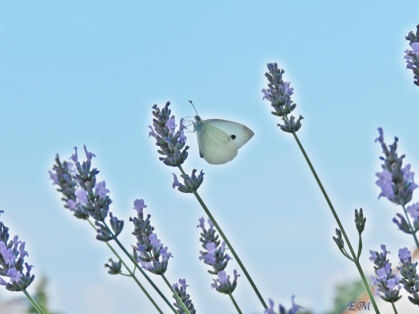 Lavendel