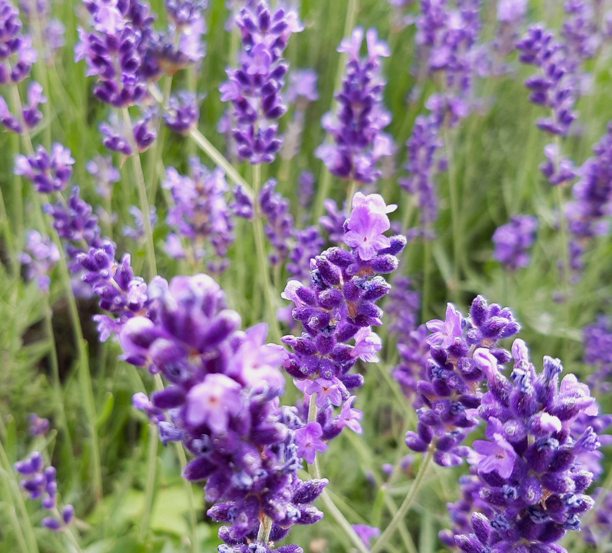 Lavendel