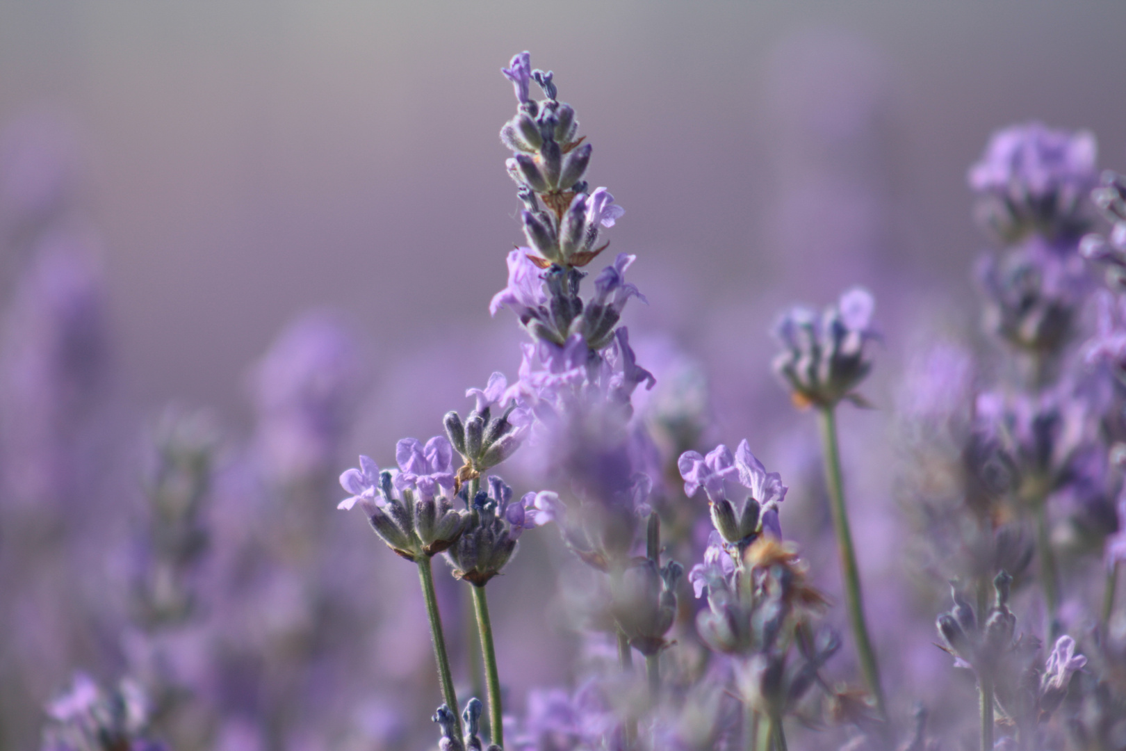 Lavendel